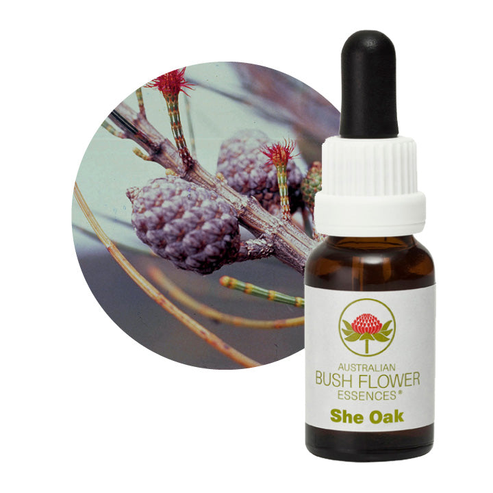 Australian Bush She Oak 15ml