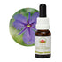 Australian Bush Fringed Violet 15ml