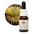 Australian Bush Isopogon 15ml