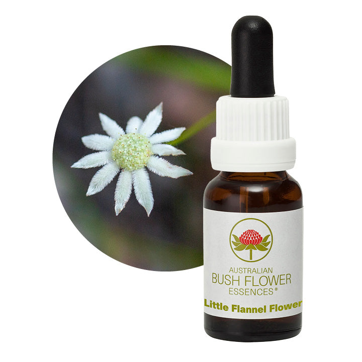 Australian Bush Little Flannel Flower 15ml