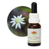 Australian Bush Little Flannel Flower 15ml
