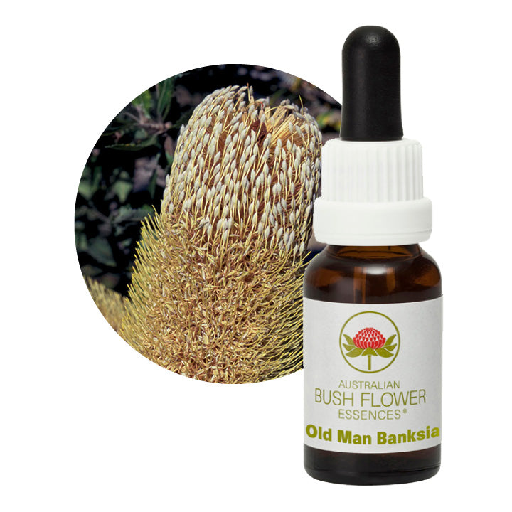 Australian Bush Old Man Banksia 15ml