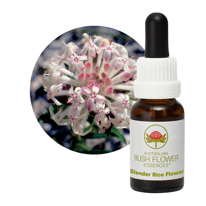Australian Bush Slender Rice Flower 15ml