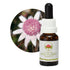 Australian Bush Pink Flannel Flower 15ml