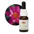 Australian Bush Red Lily 15ml